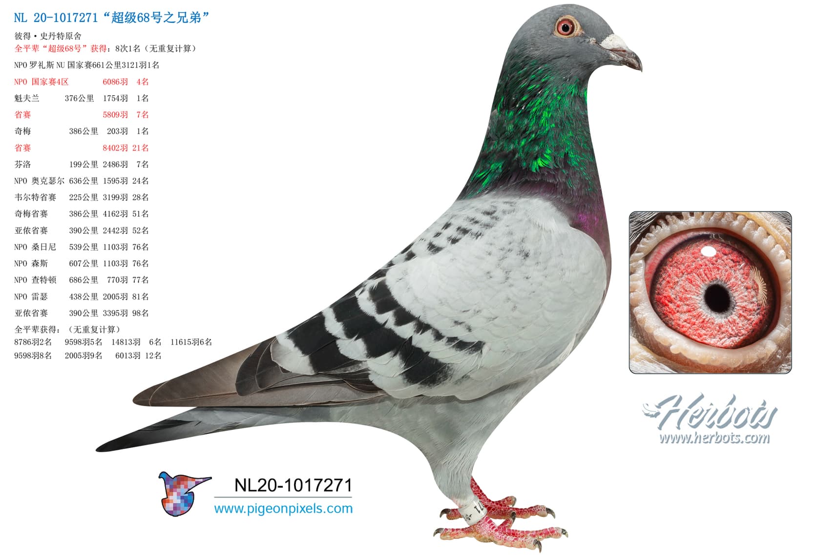 pigeon: undefined
