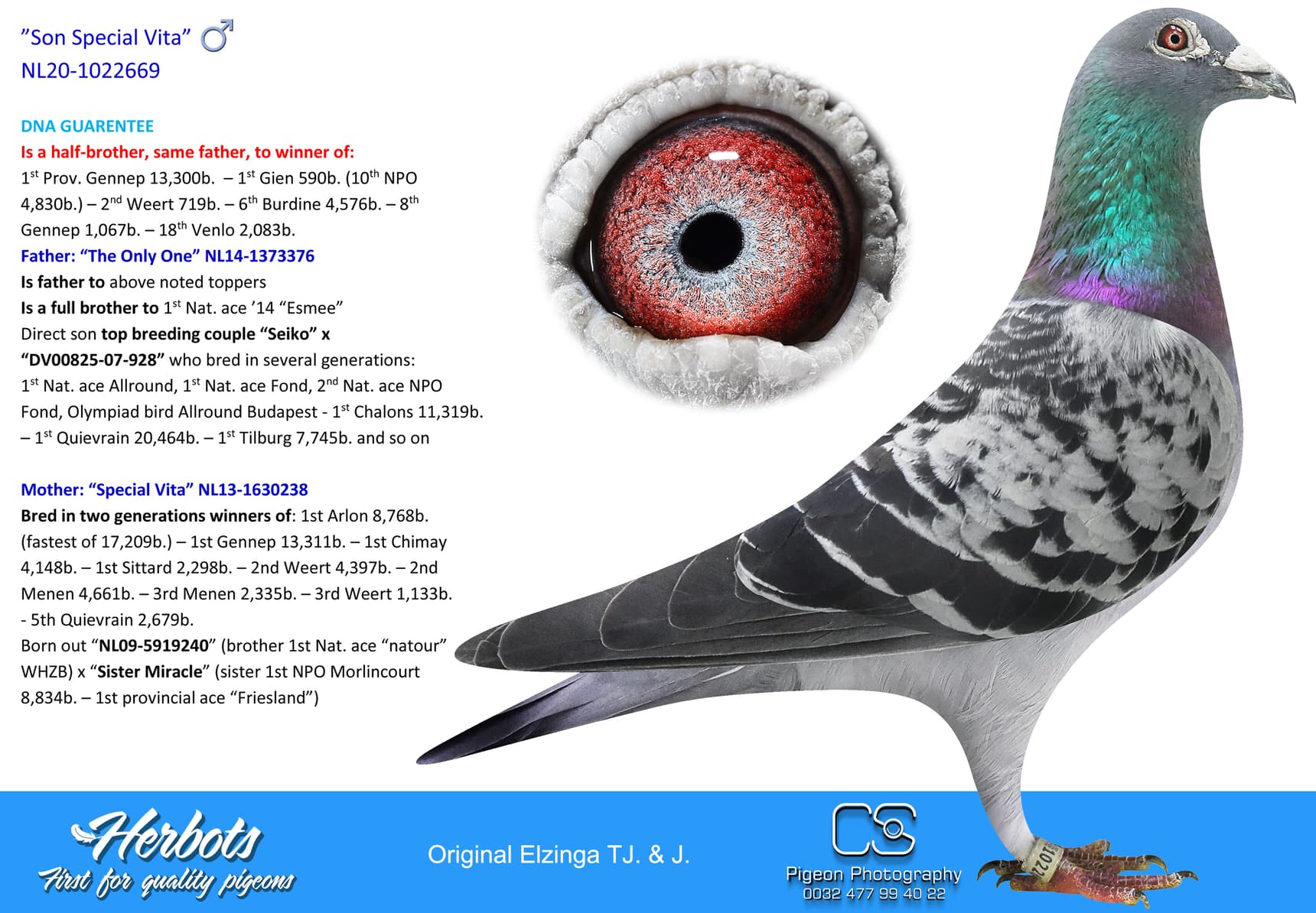 pigeon: undefined