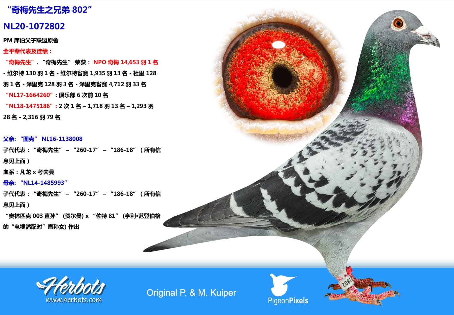 pigeon: undefined