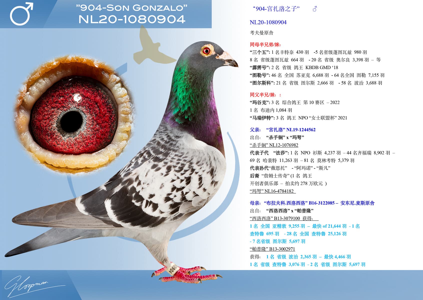 pigeon: “904-宫扎洛之子”