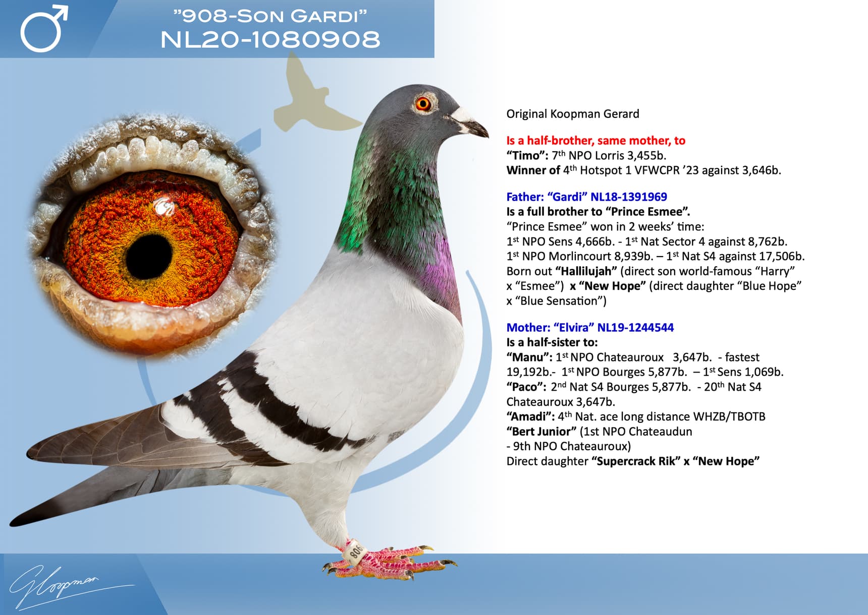 pigeon: undefined