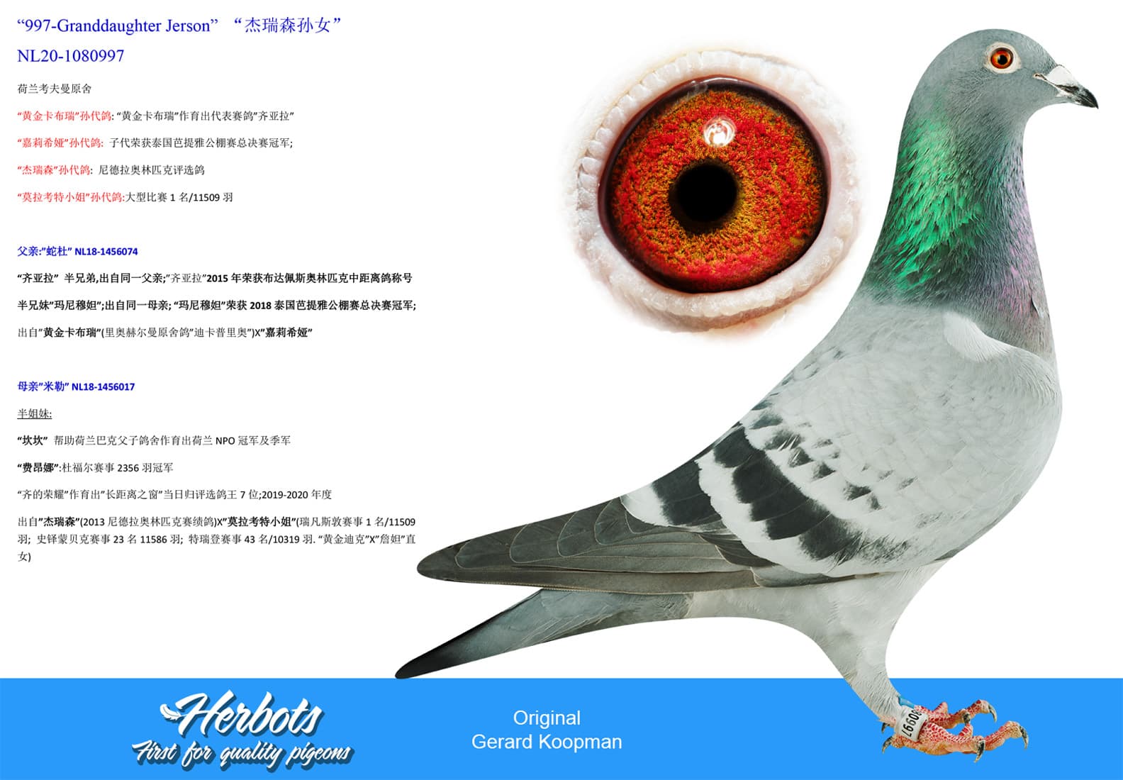 pigeon: undefined