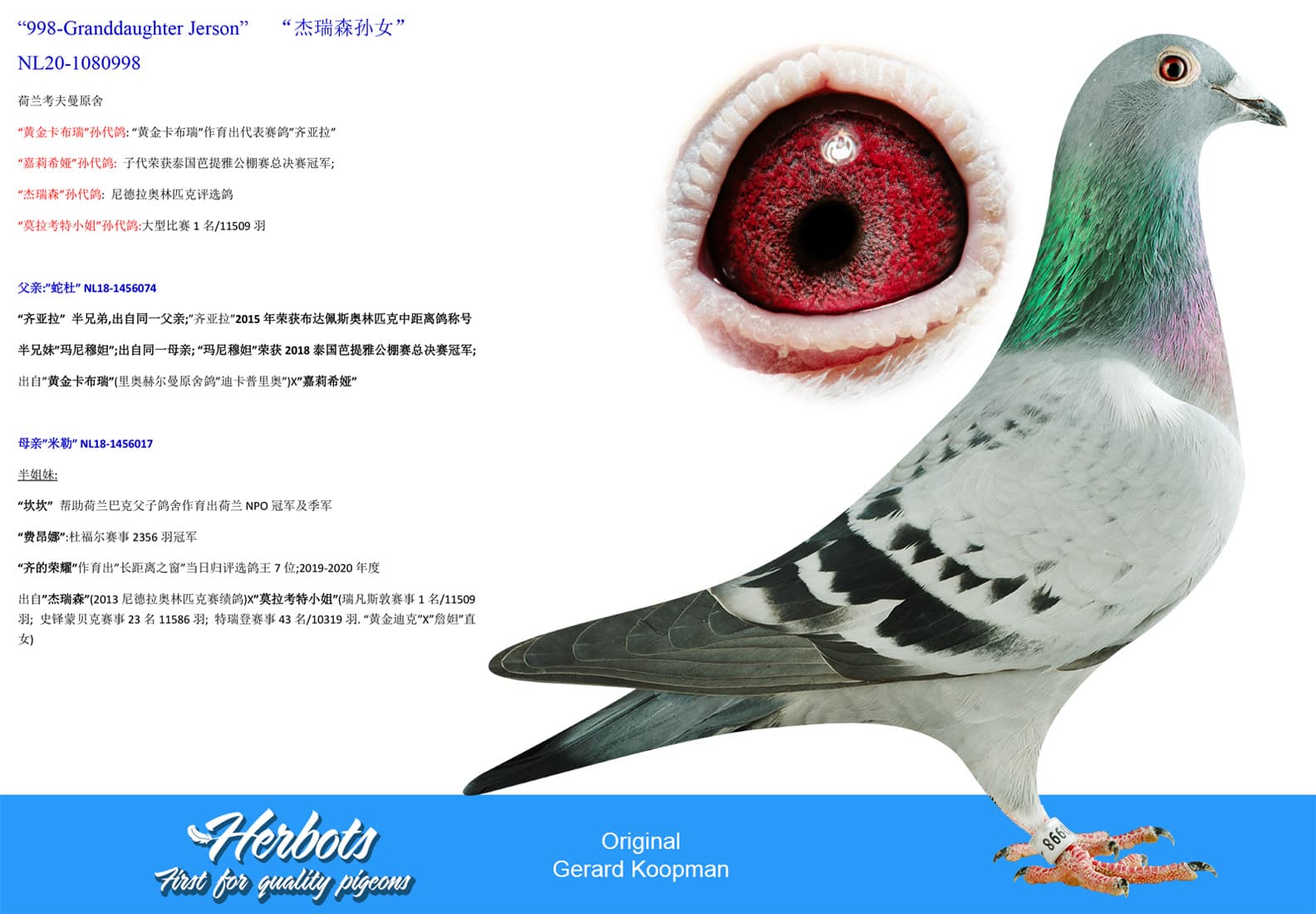 pigeon: undefined