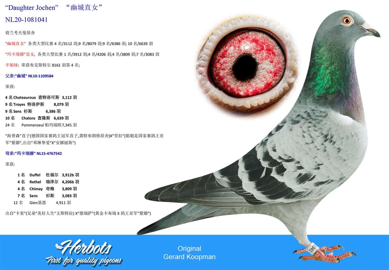 pigeon: undefined