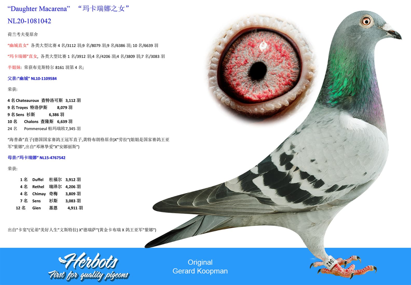 pigeon: undefined
