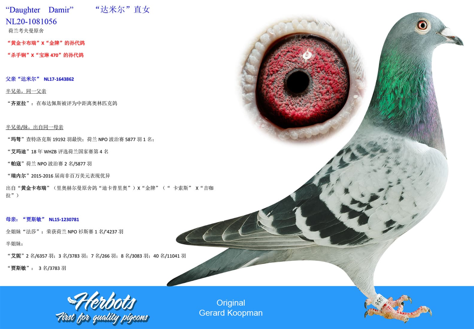pigeon: undefined