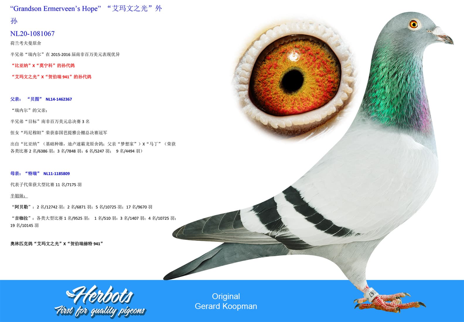 pigeon: undefined
