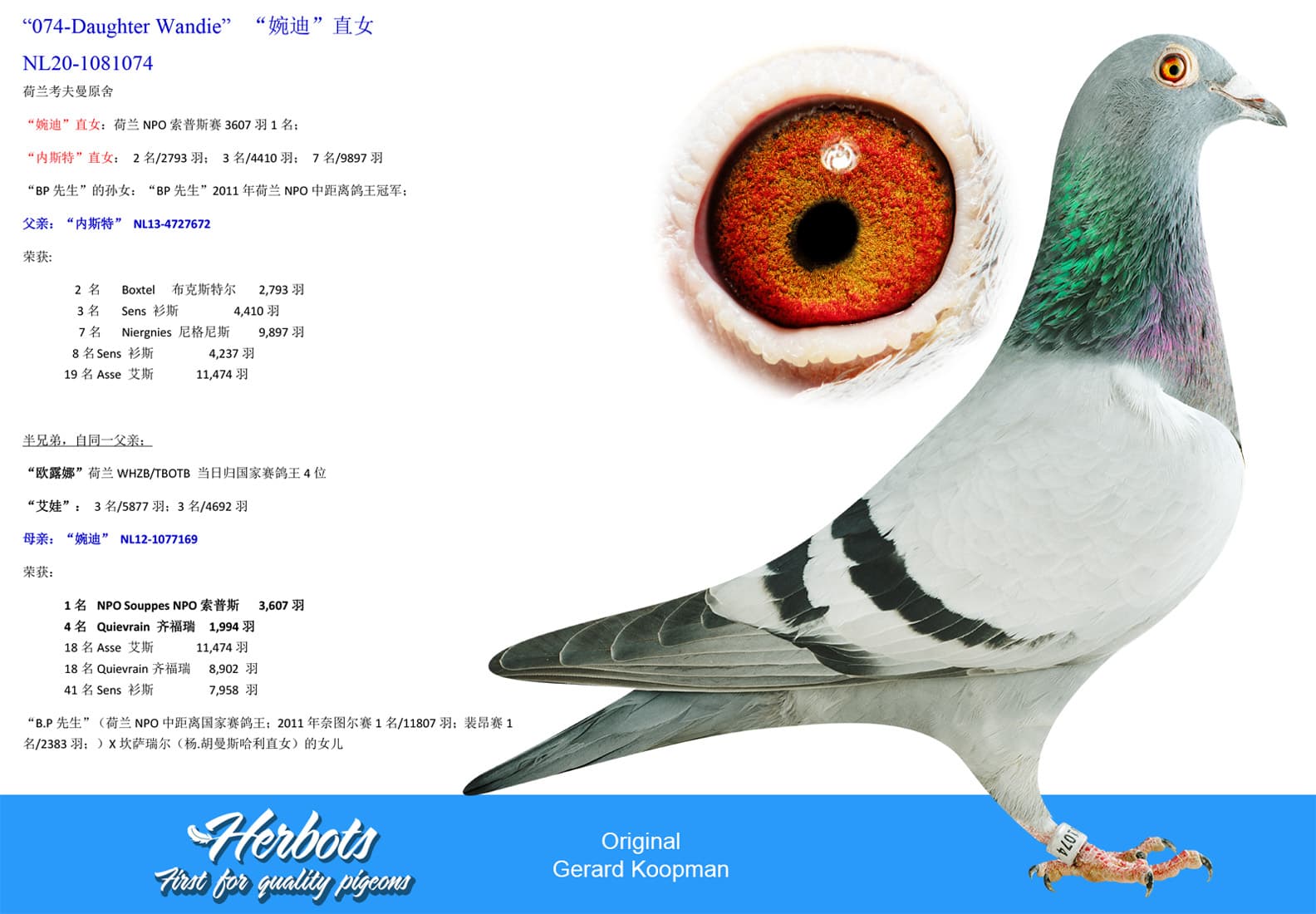 pigeon: undefined