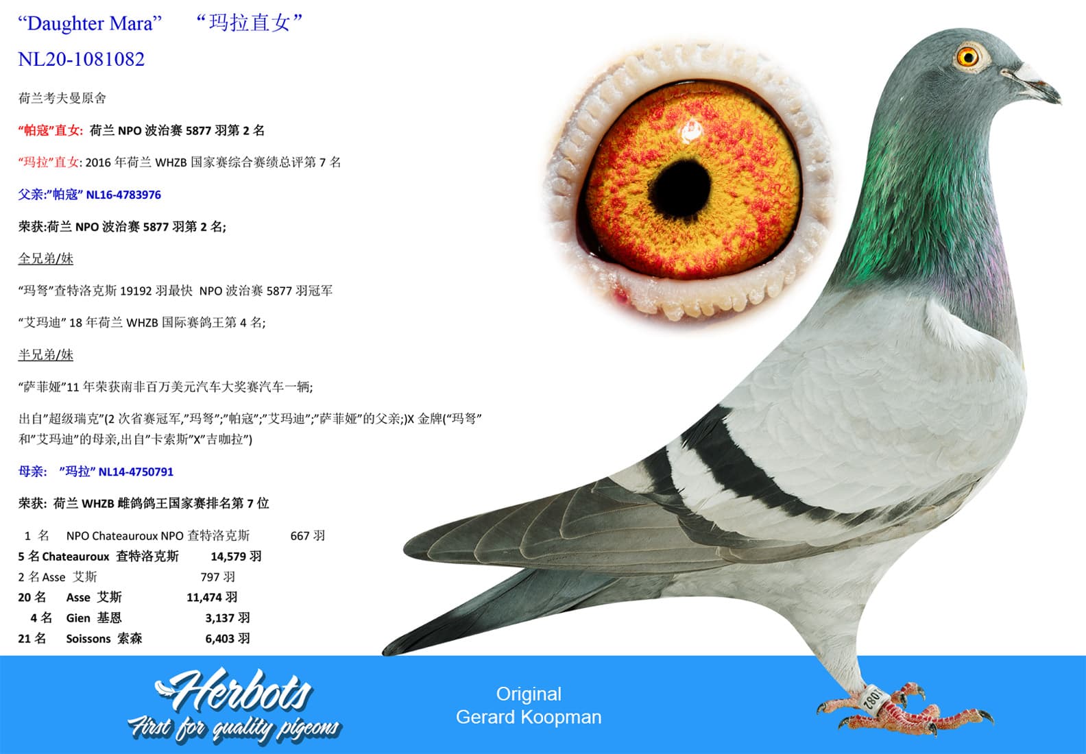 pigeon: undefined