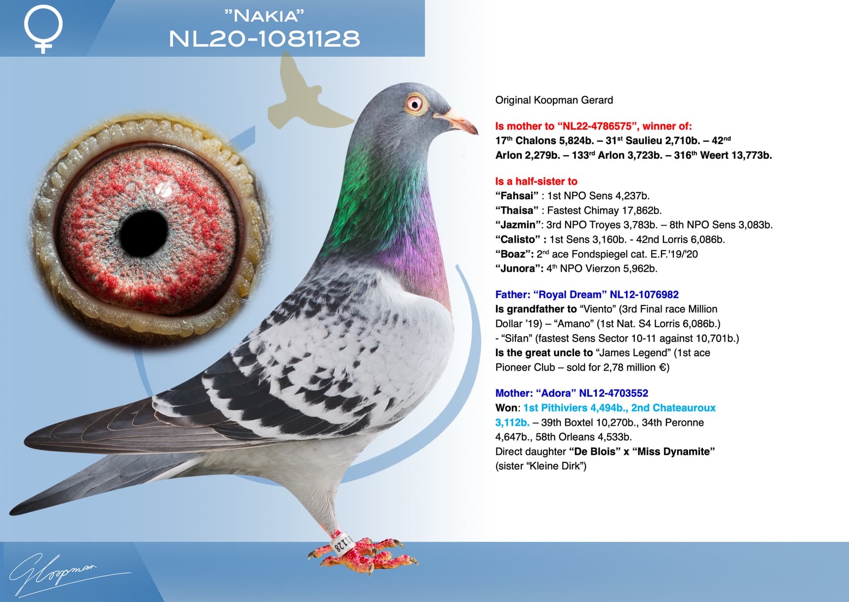 pigeon: undefined