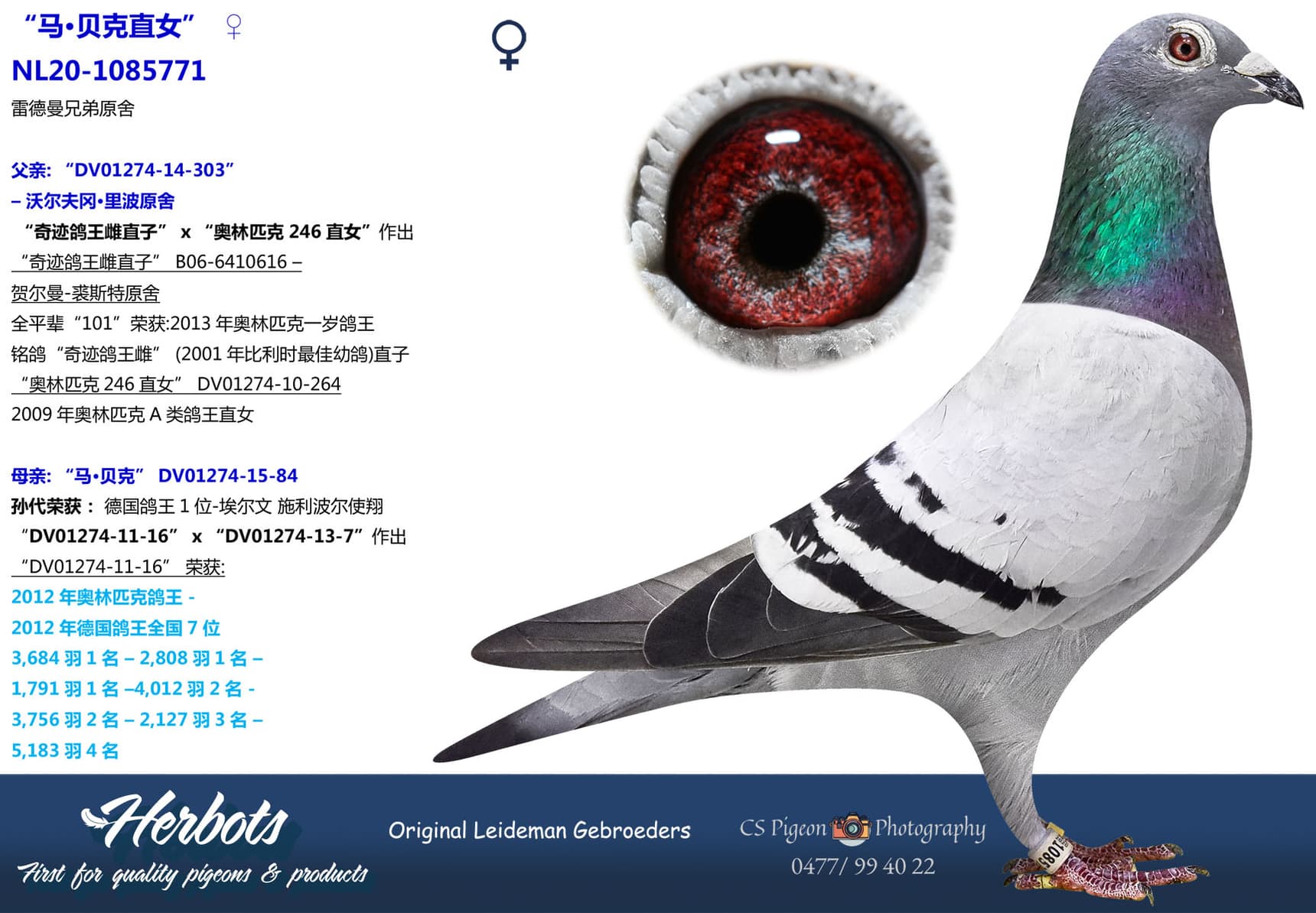 pigeon: undefined