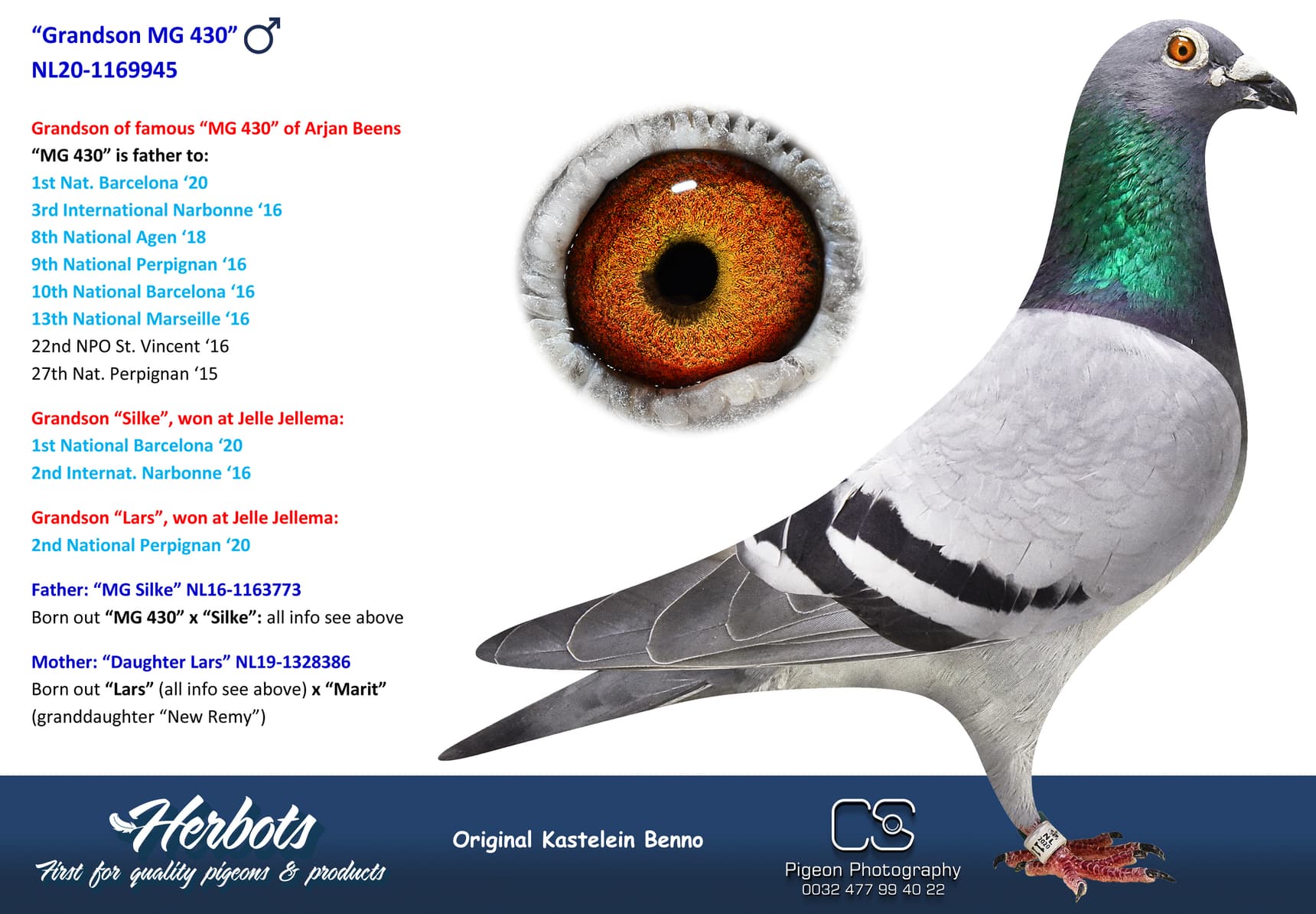 pigeon: undefined