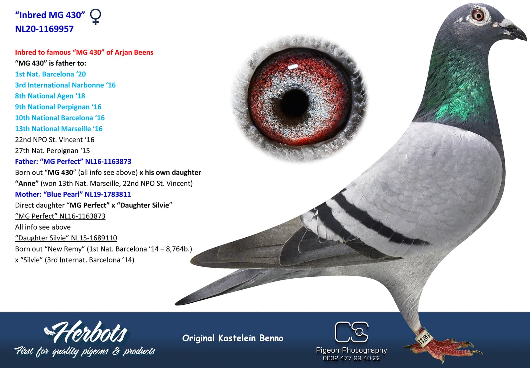 pigeon: undefined