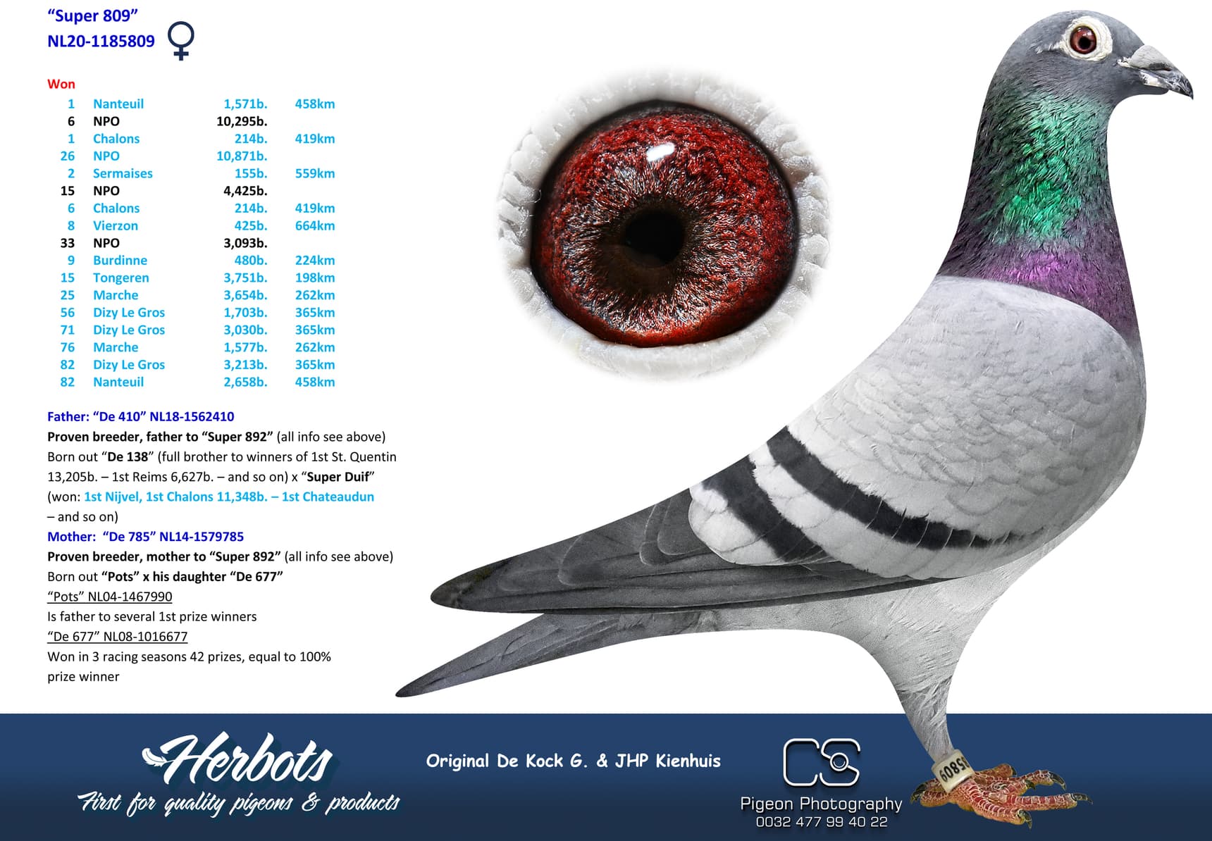 pigeon: undefined