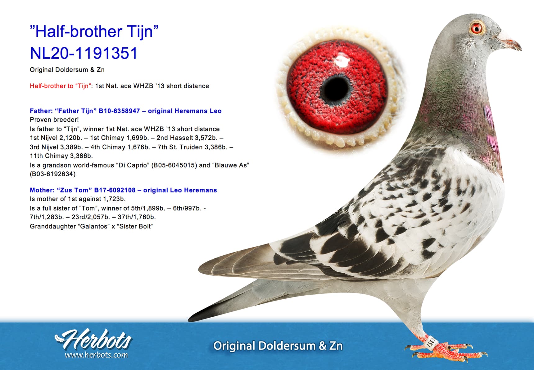 pigeon: undefined