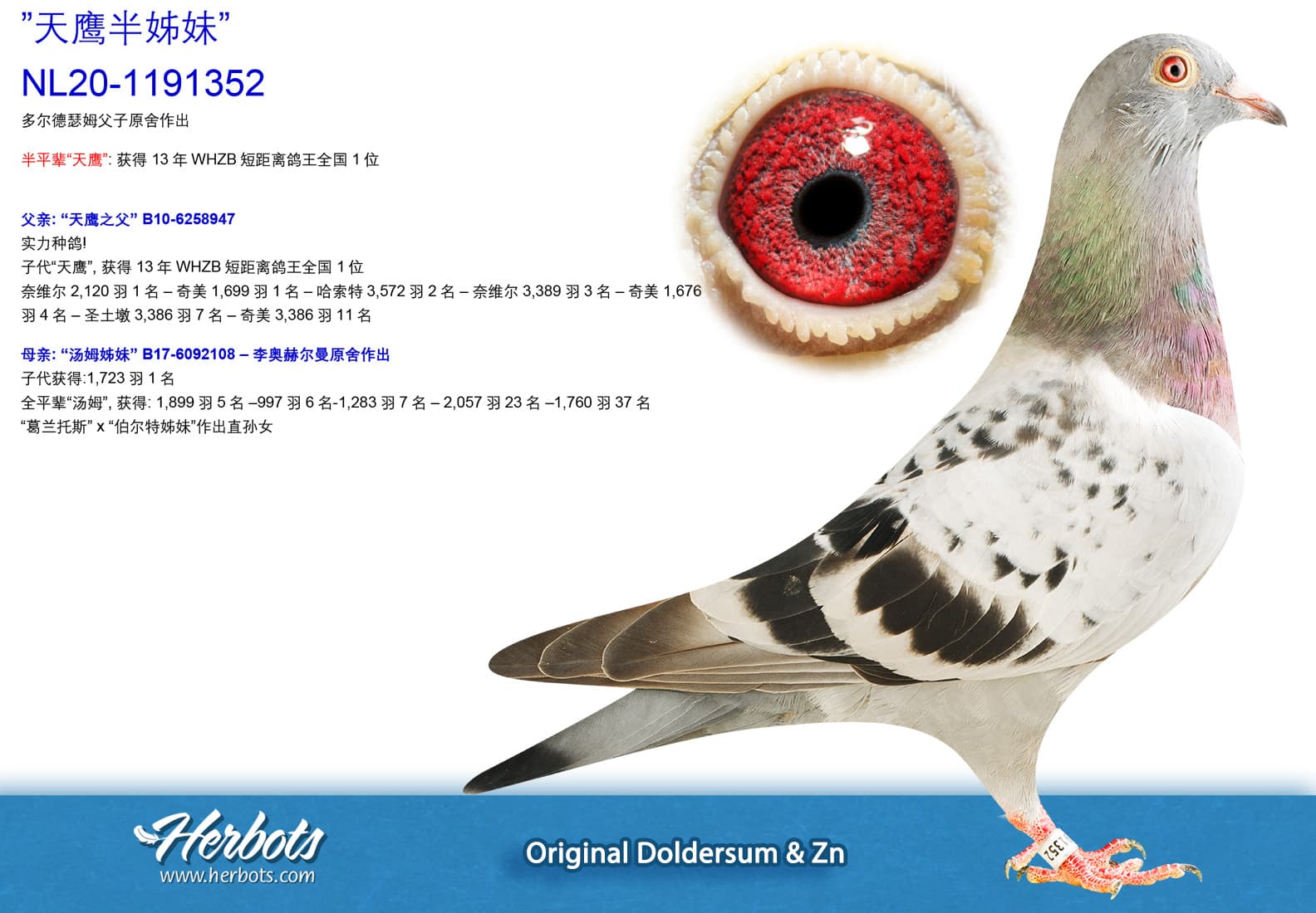 pigeon: undefined