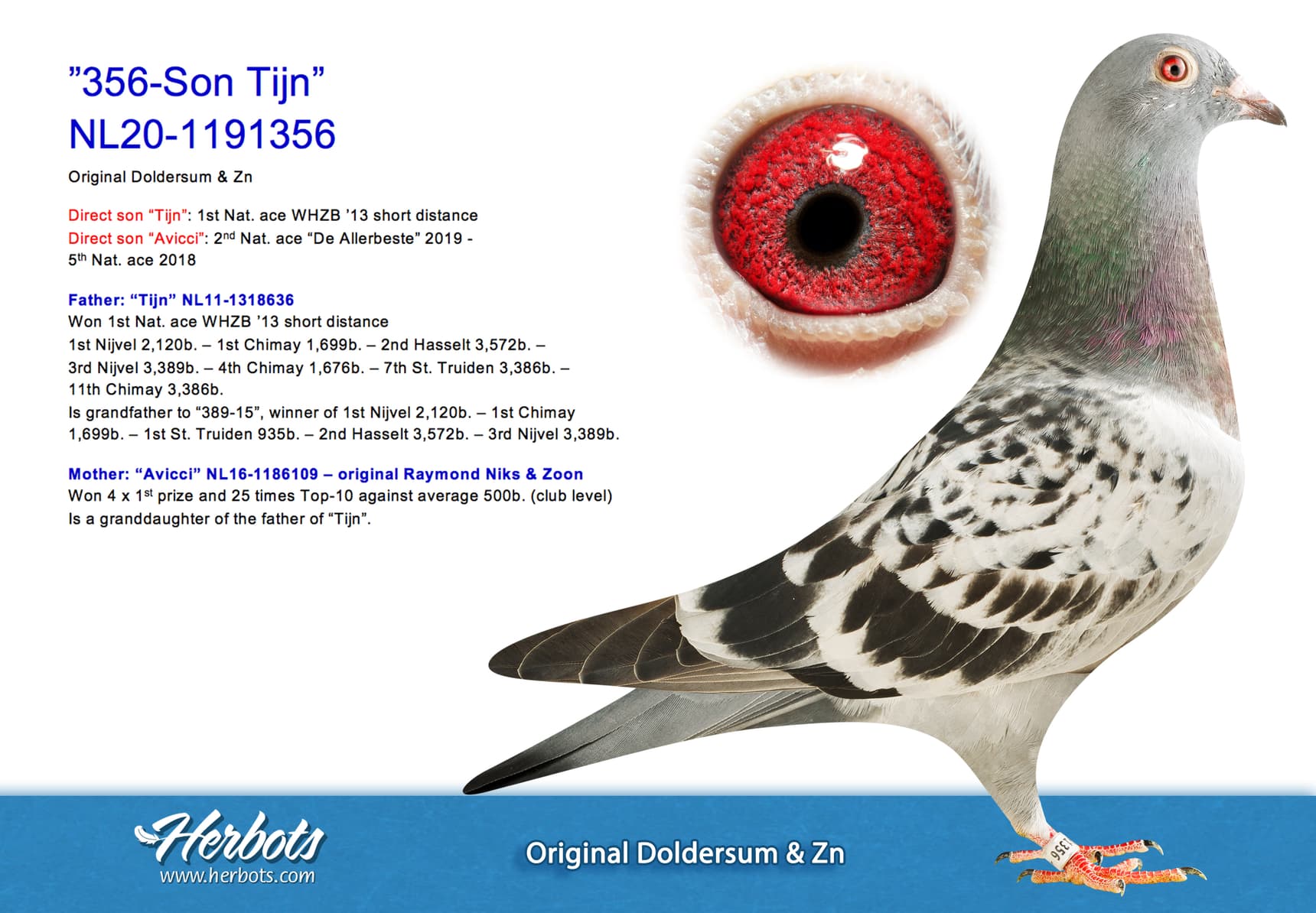 pigeon: undefined