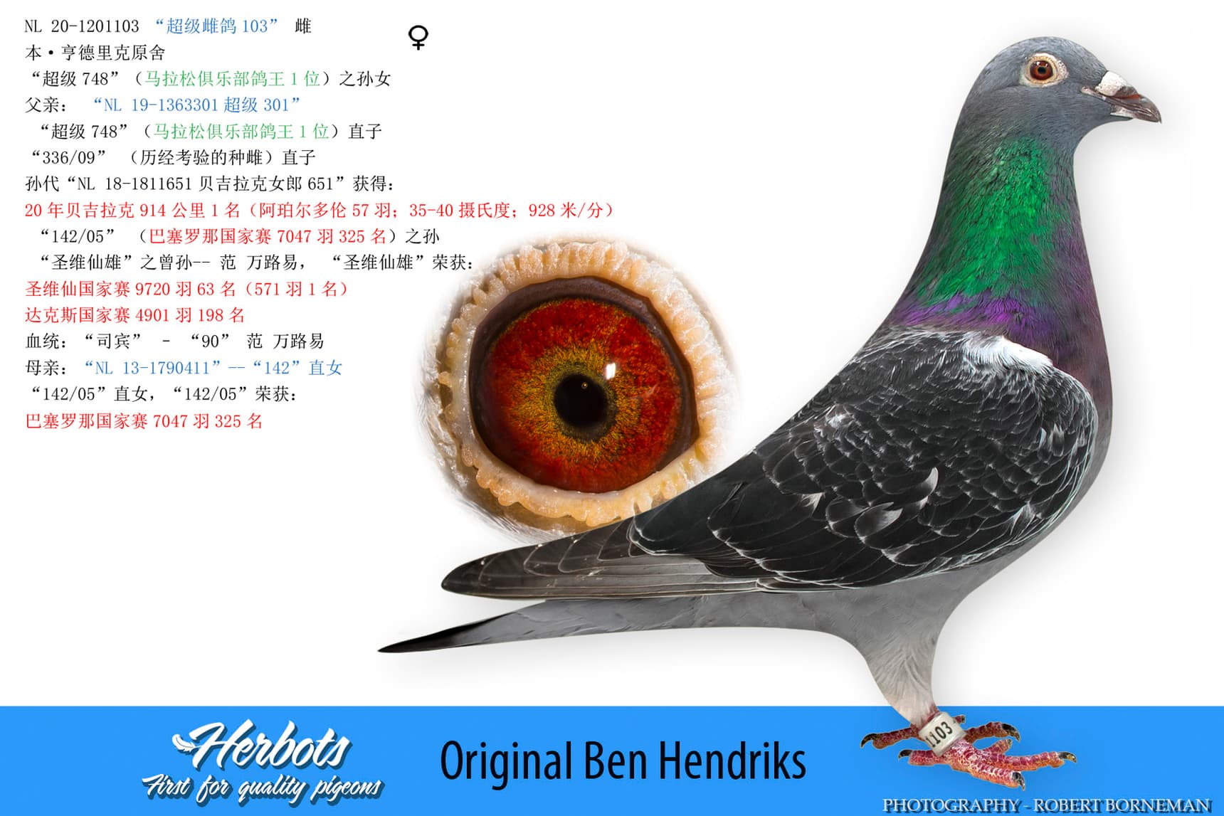 pigeon: undefined
