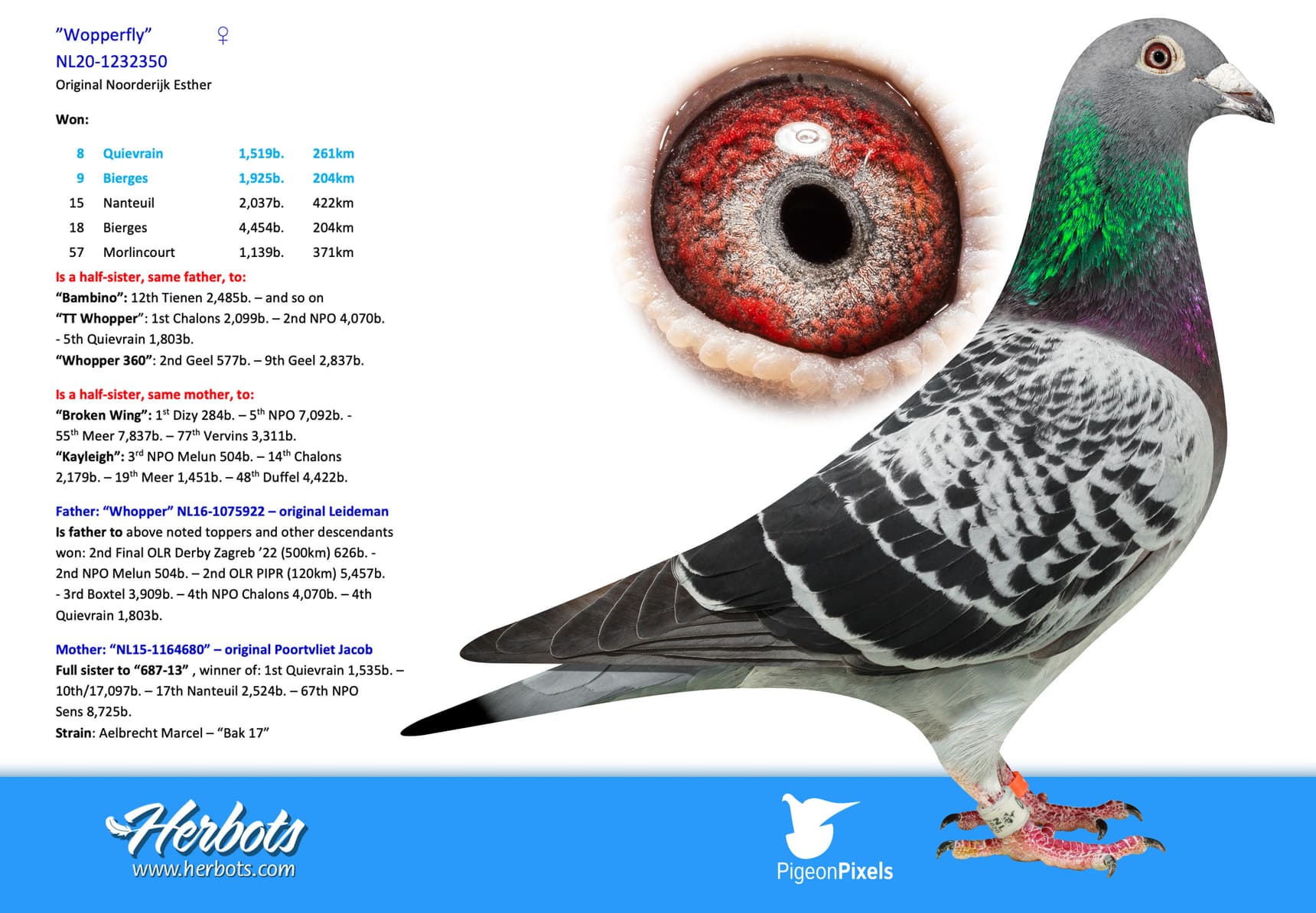 pigeon: undefined