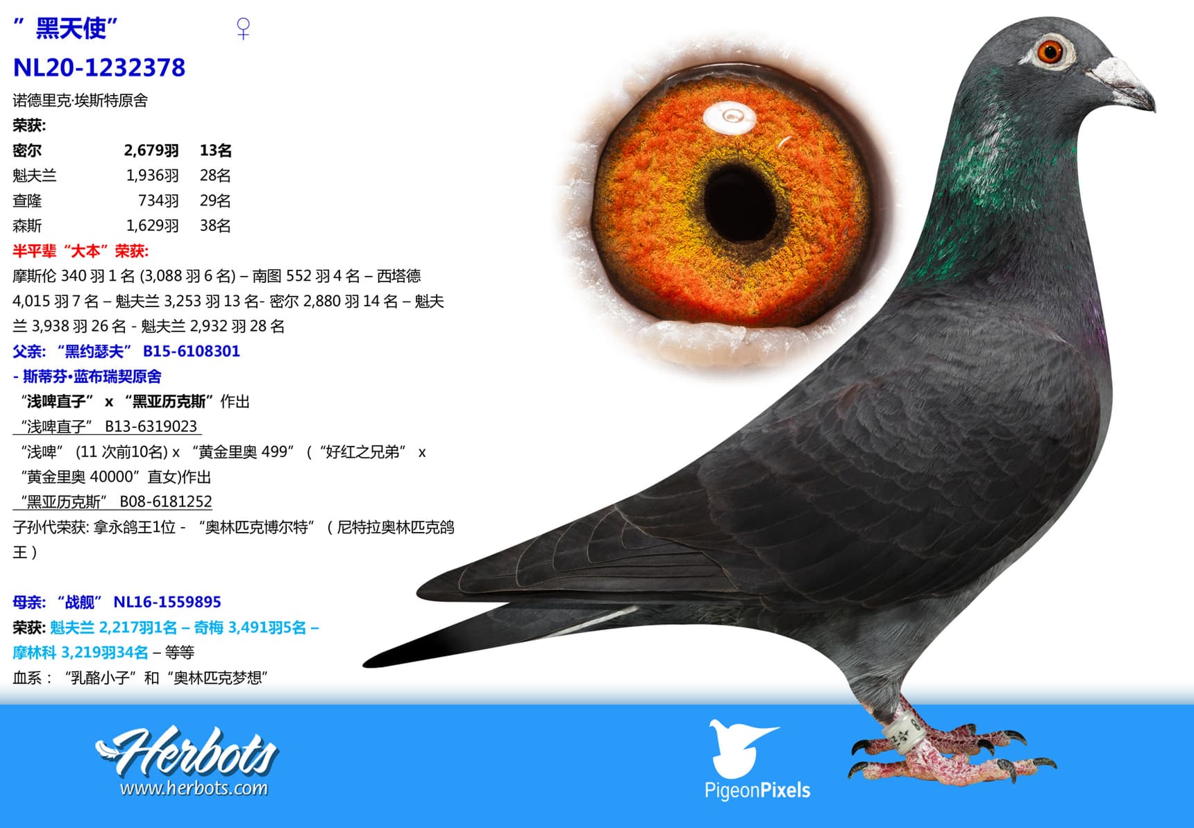 pigeon: undefined