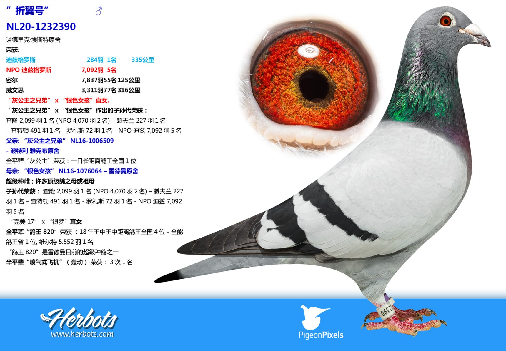 pigeon: ”折翼号”