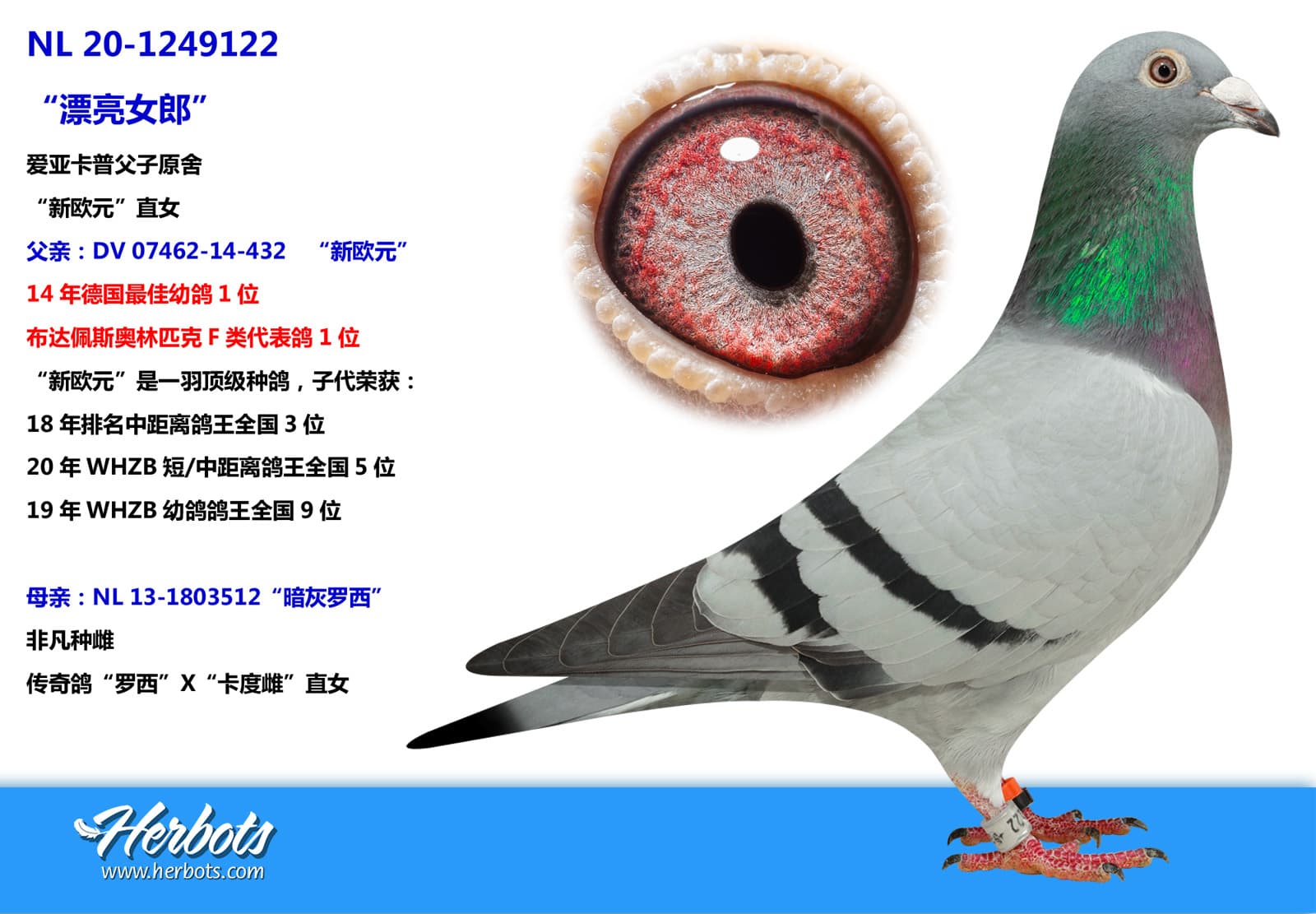 pigeon: undefined