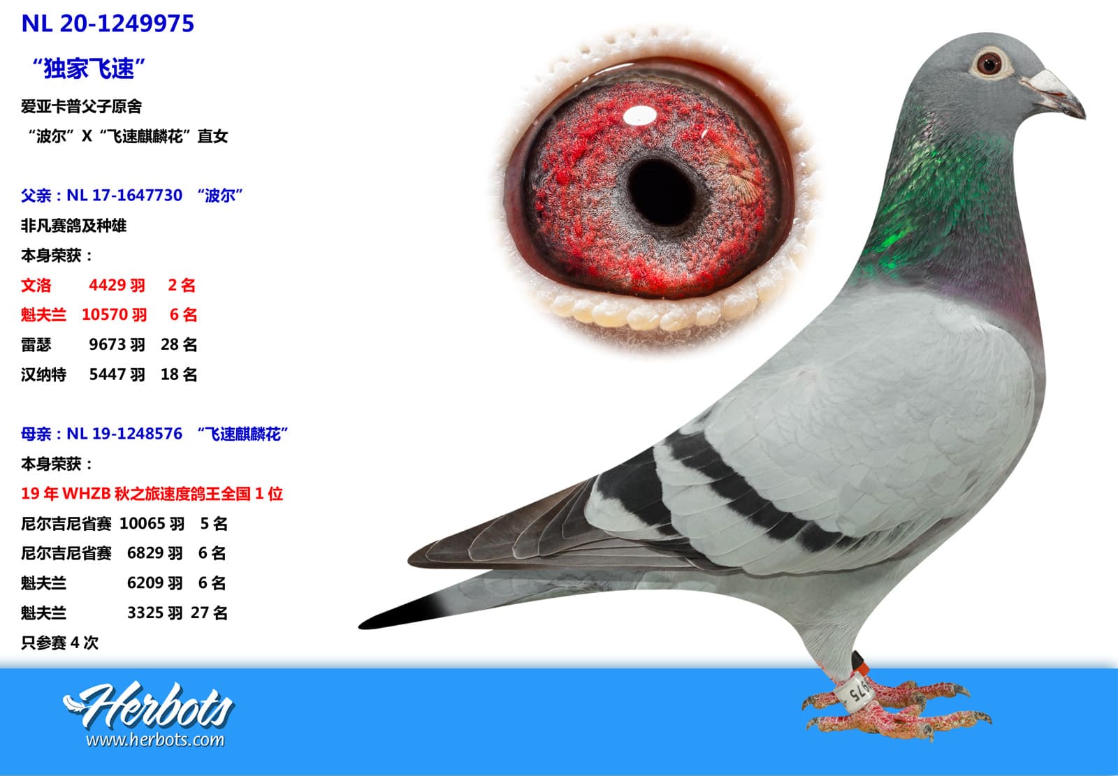 pigeon: undefined