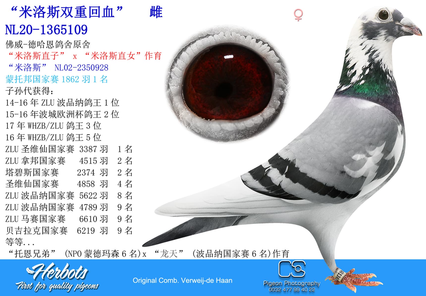 pigeon: undefined