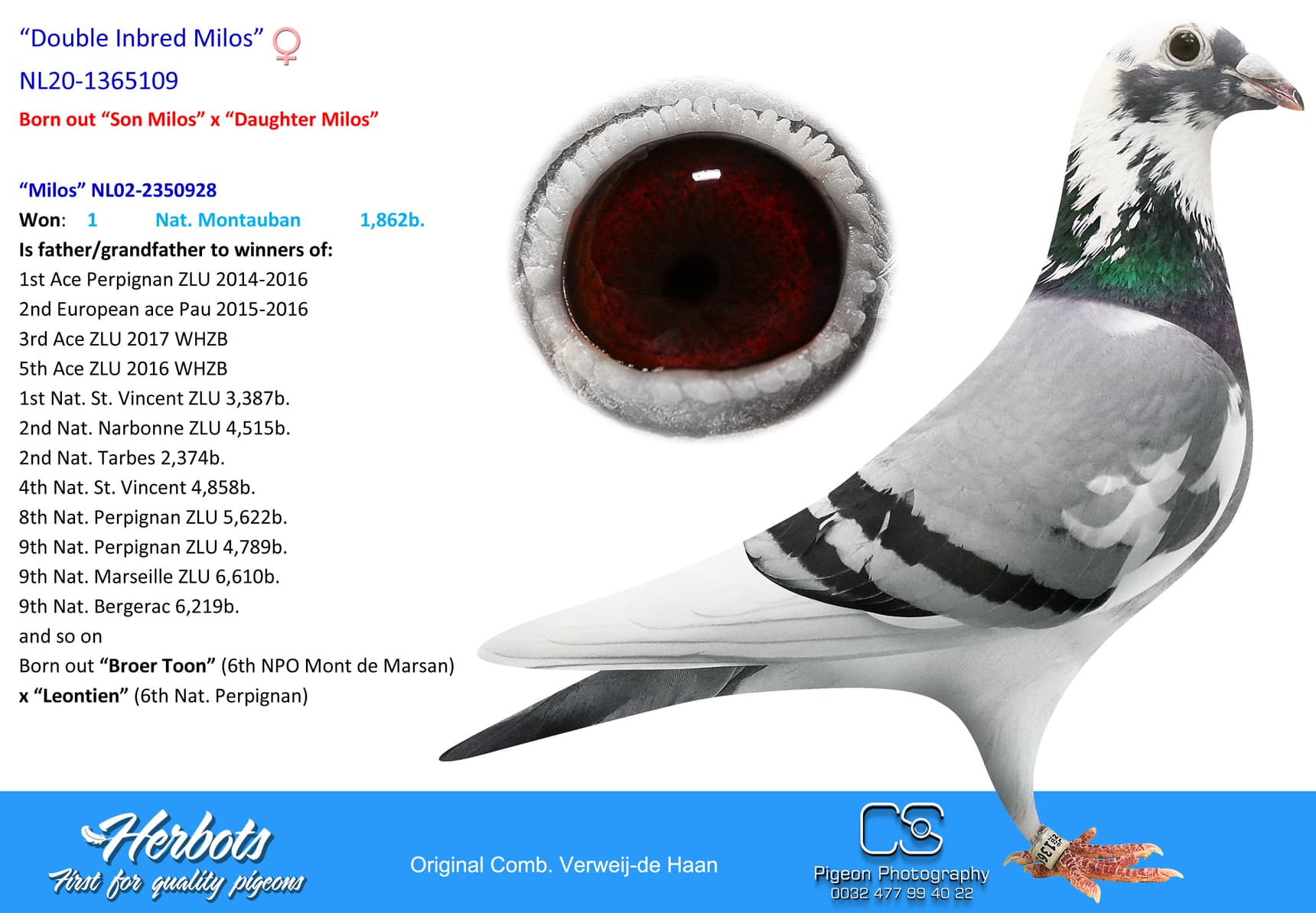 pigeon: undefined