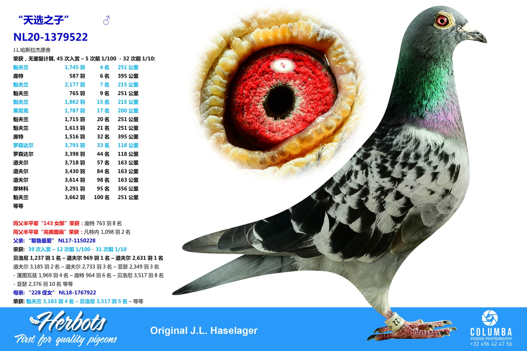 pigeon: undefined
