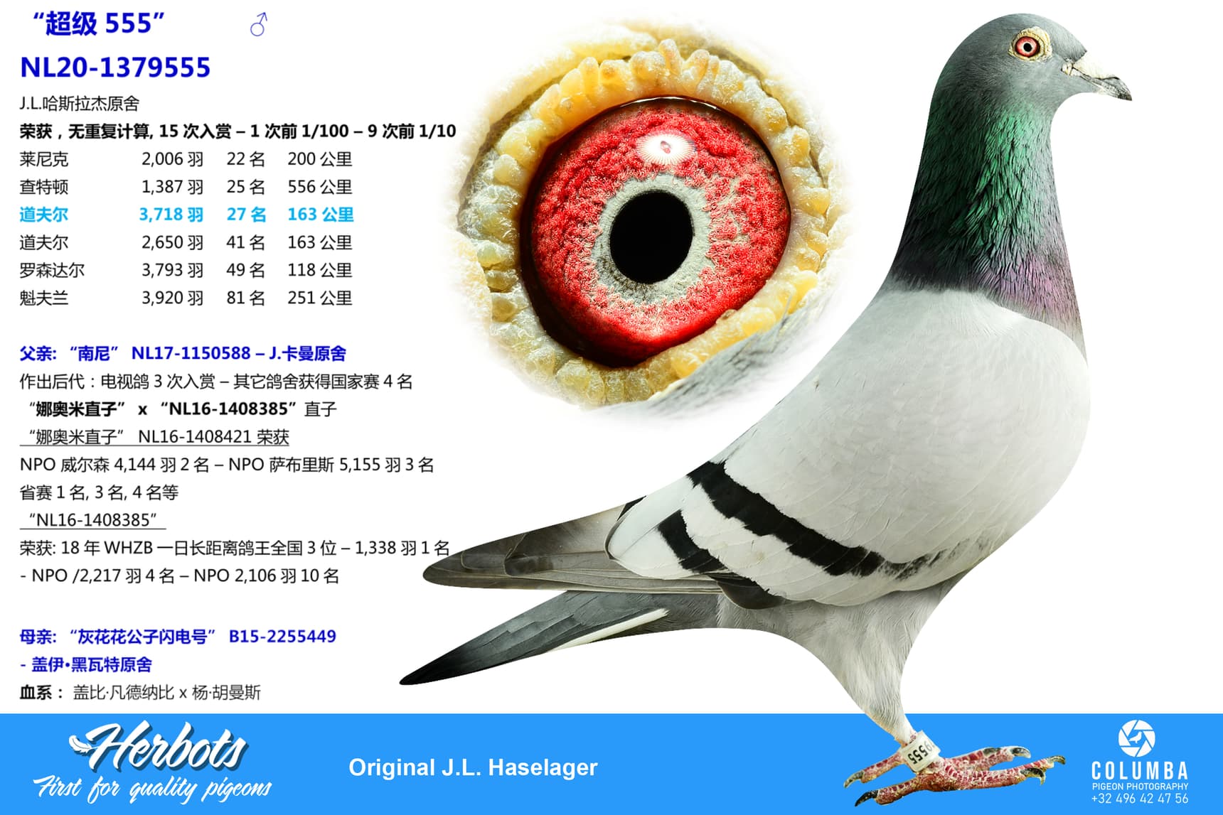 pigeon: undefined