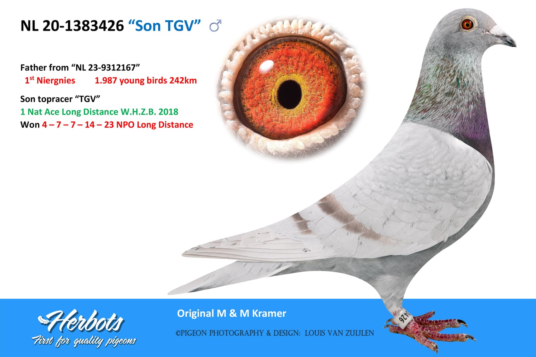 pigeon: “Son TGV”