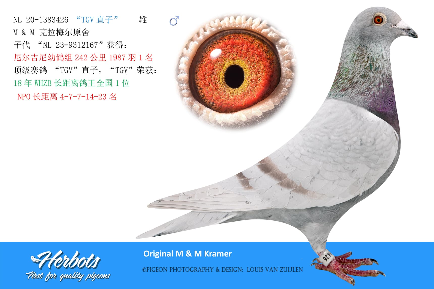 pigeon: “TGV直子”