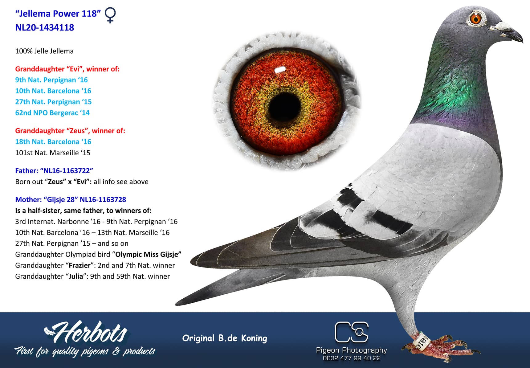 pigeon: undefined