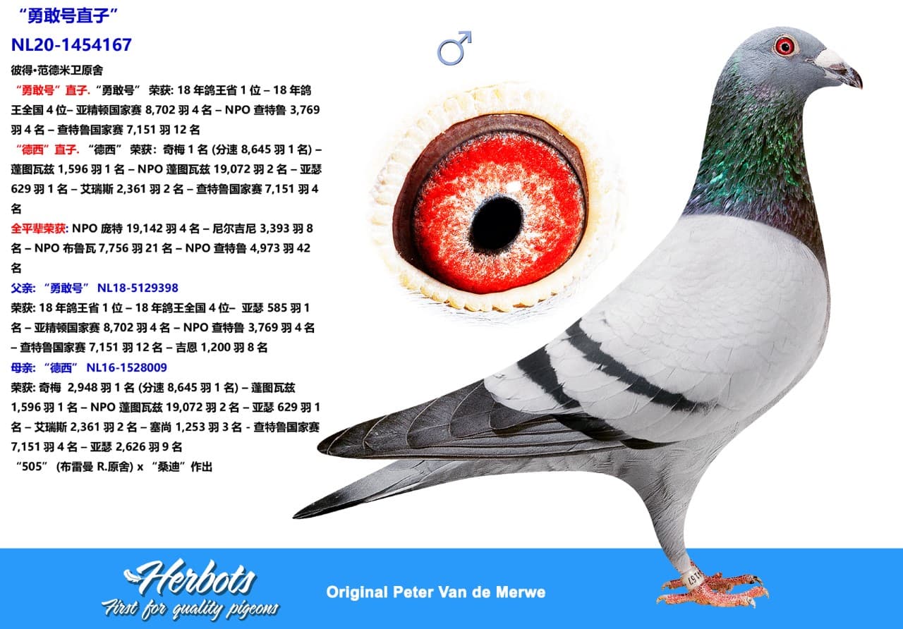 pigeon: undefined