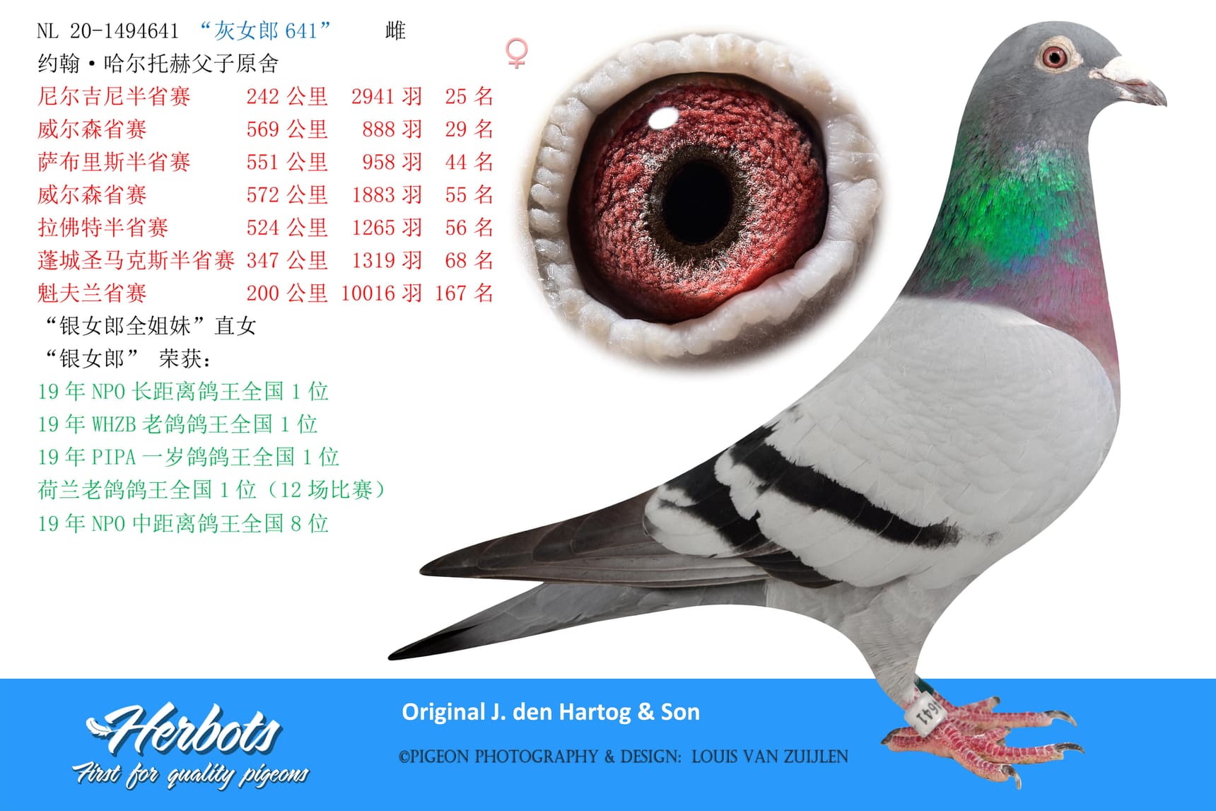 pigeon: “灰女郎641”