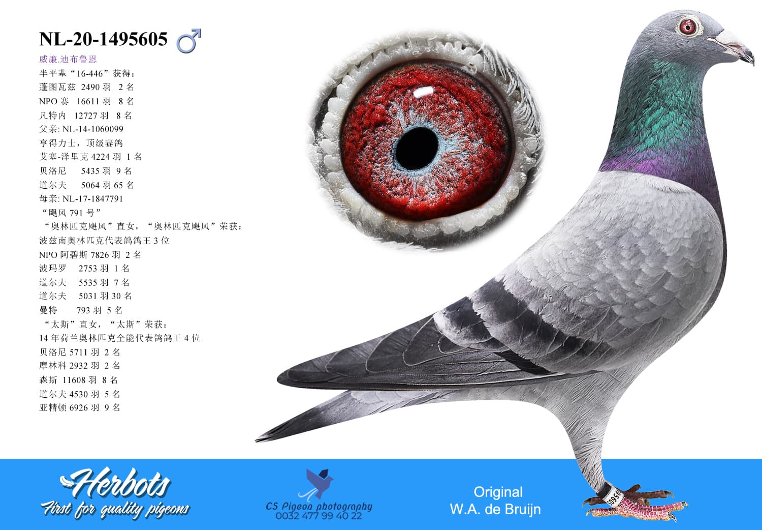 pigeon: undefined