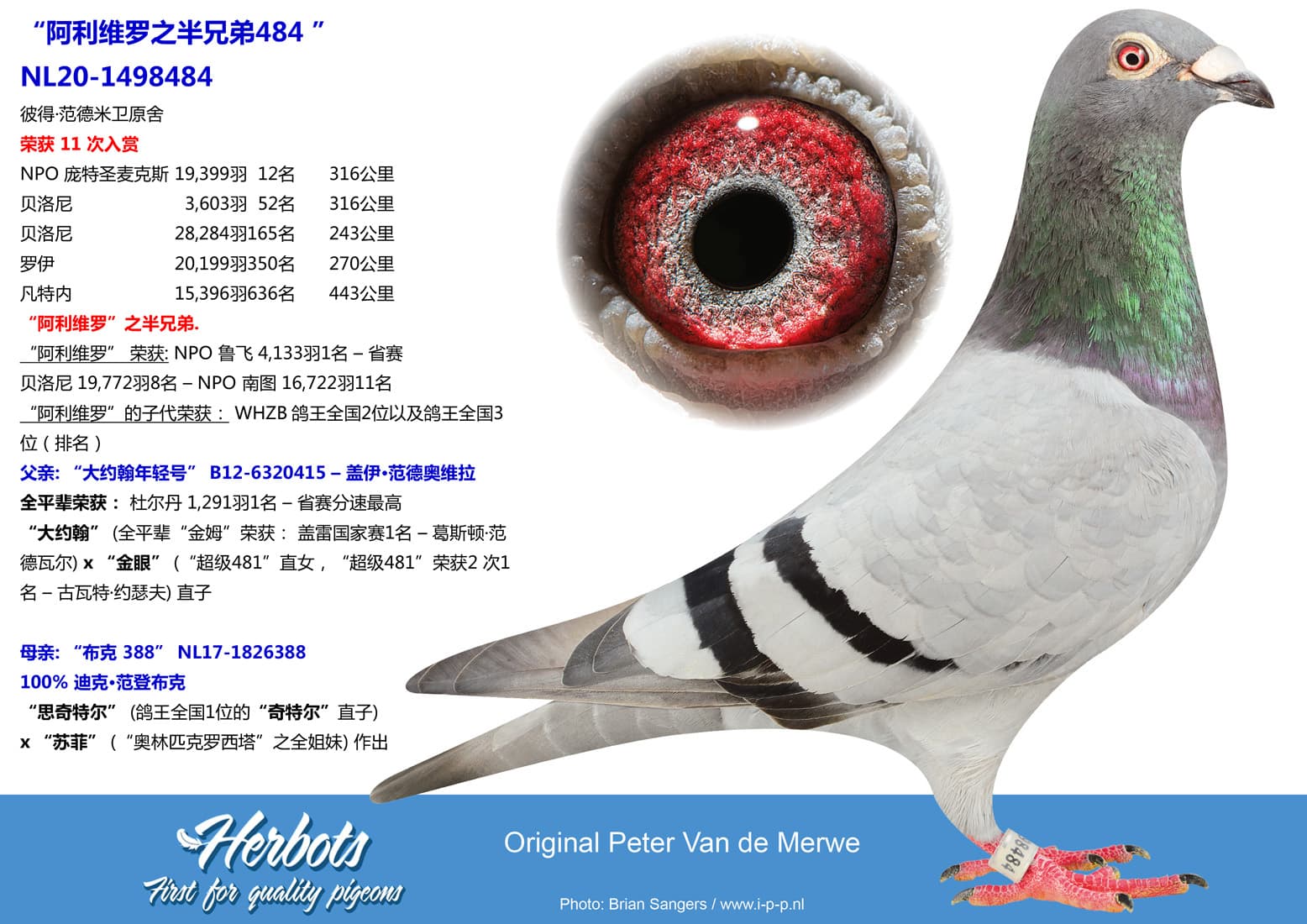 pigeon: undefined