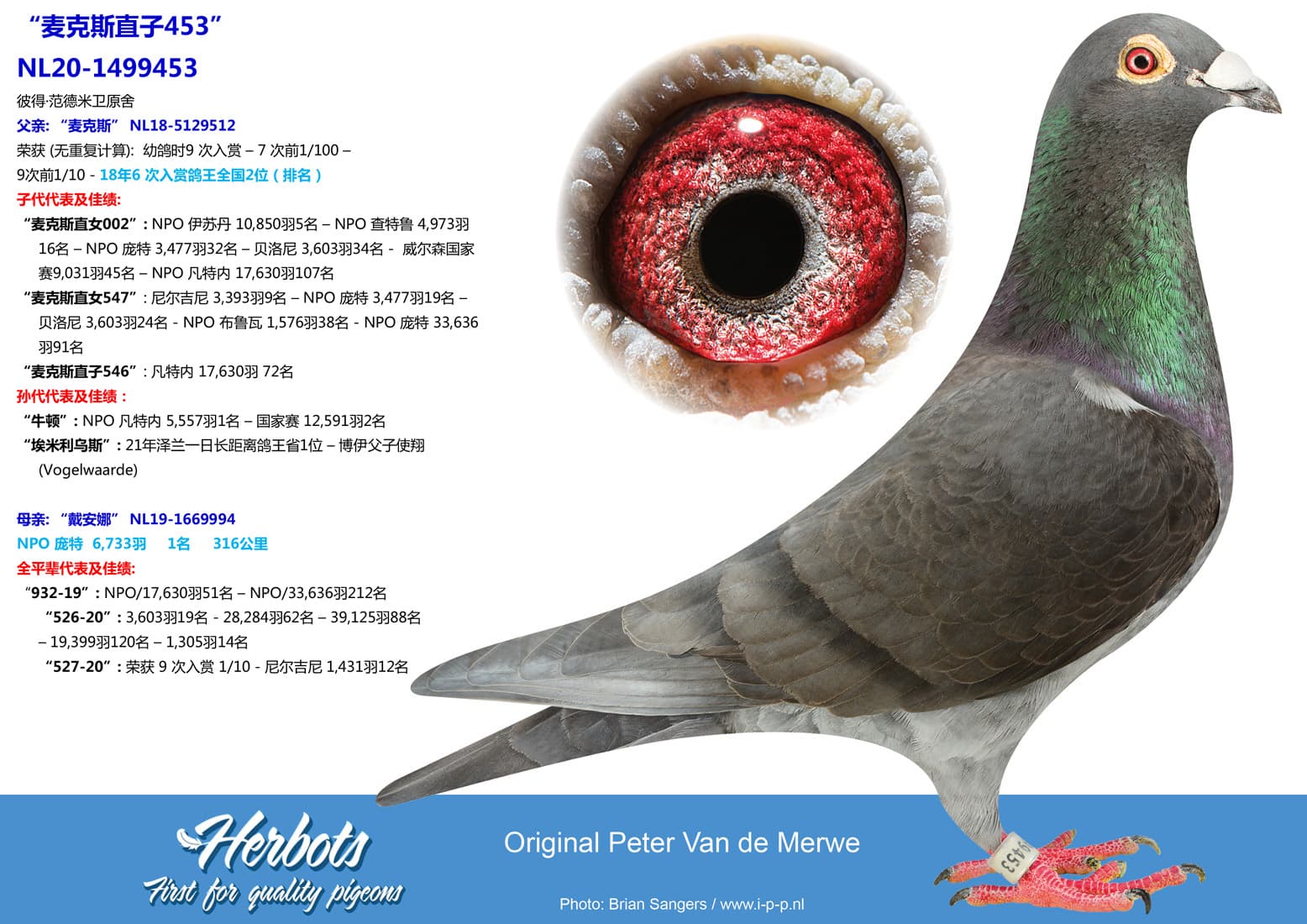 pigeon: undefined