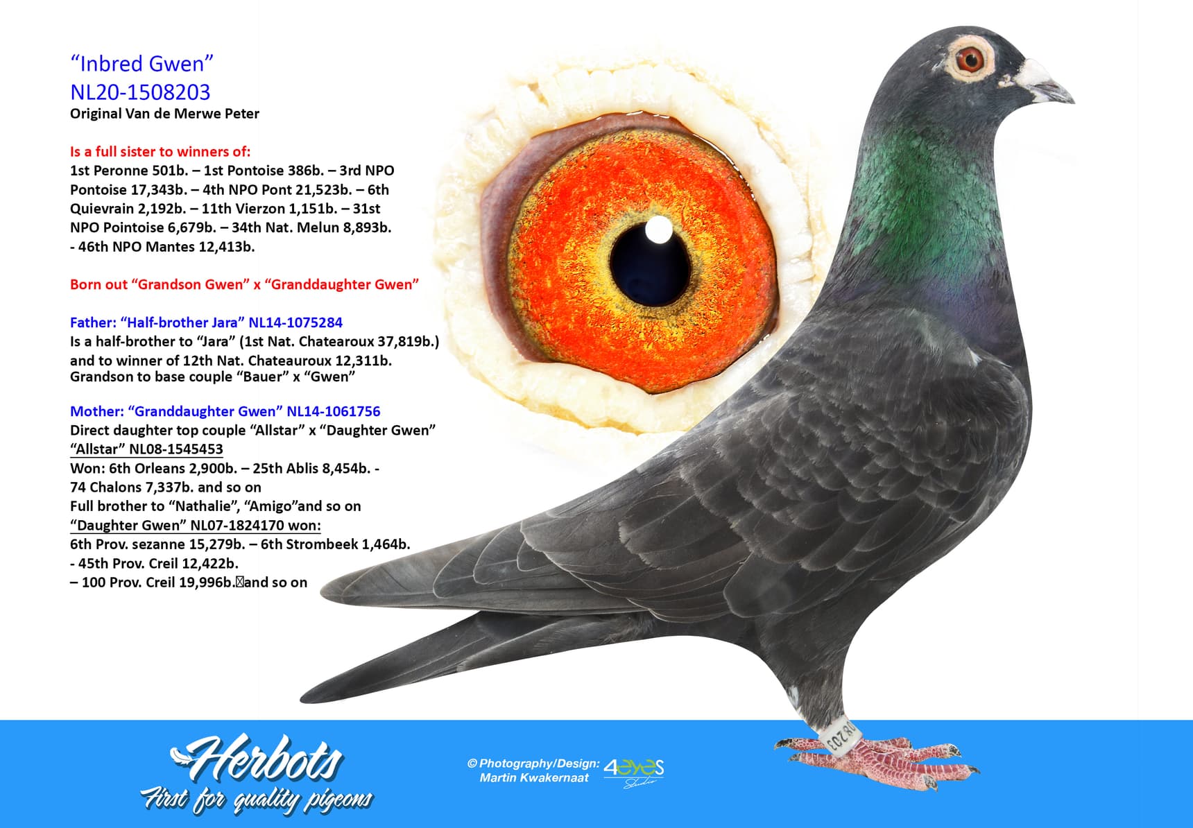 pigeon: undefined