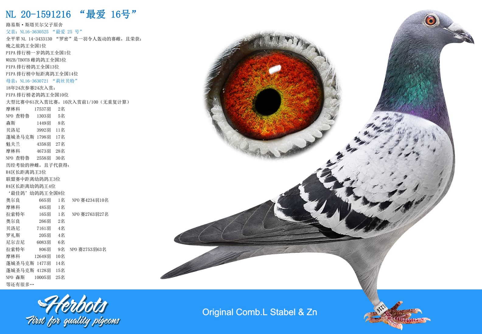 pigeon: “最爱16号”