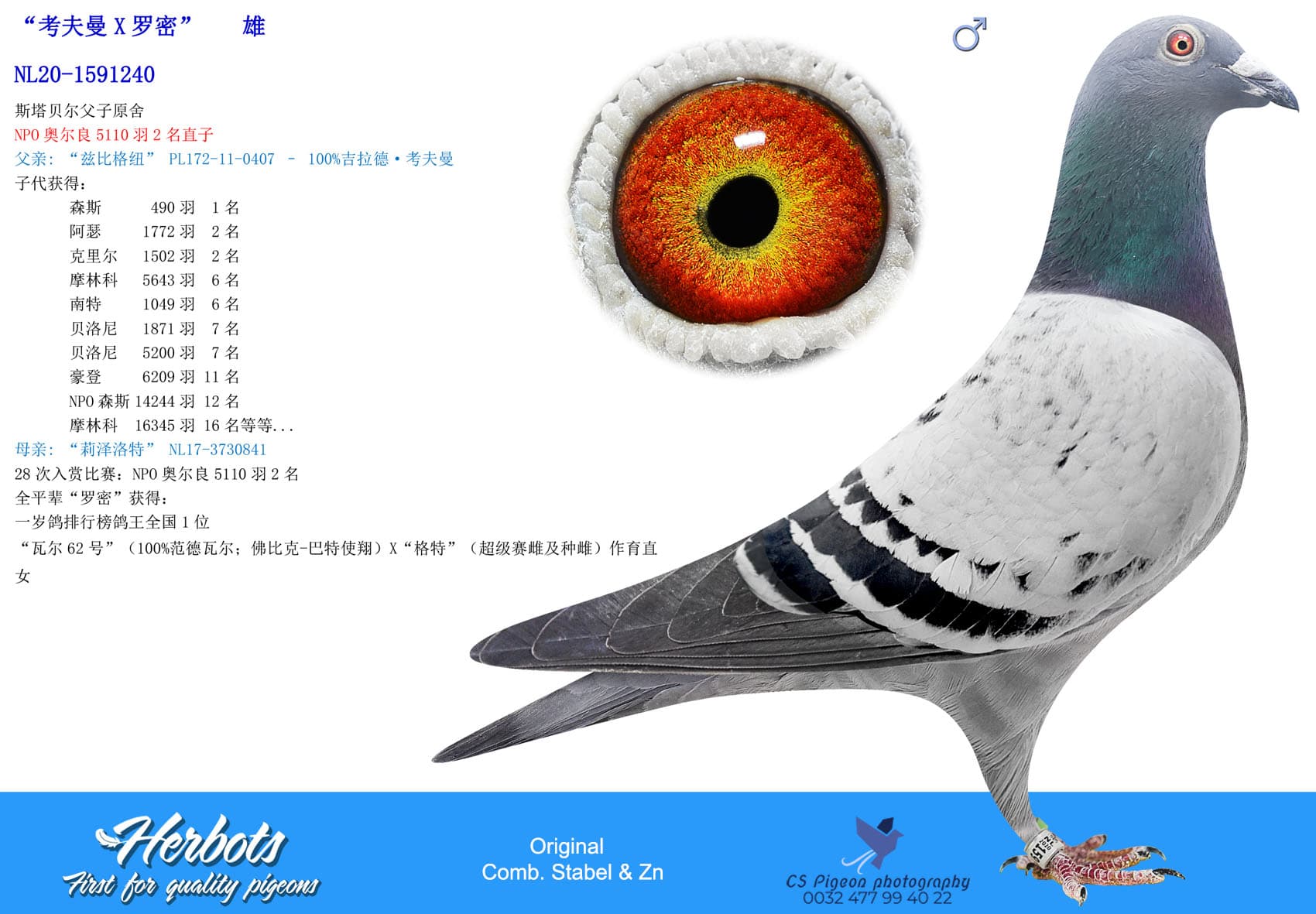pigeon: undefined