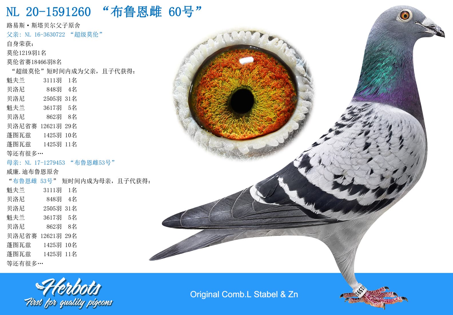 pigeon: “布鲁恩雌60号”