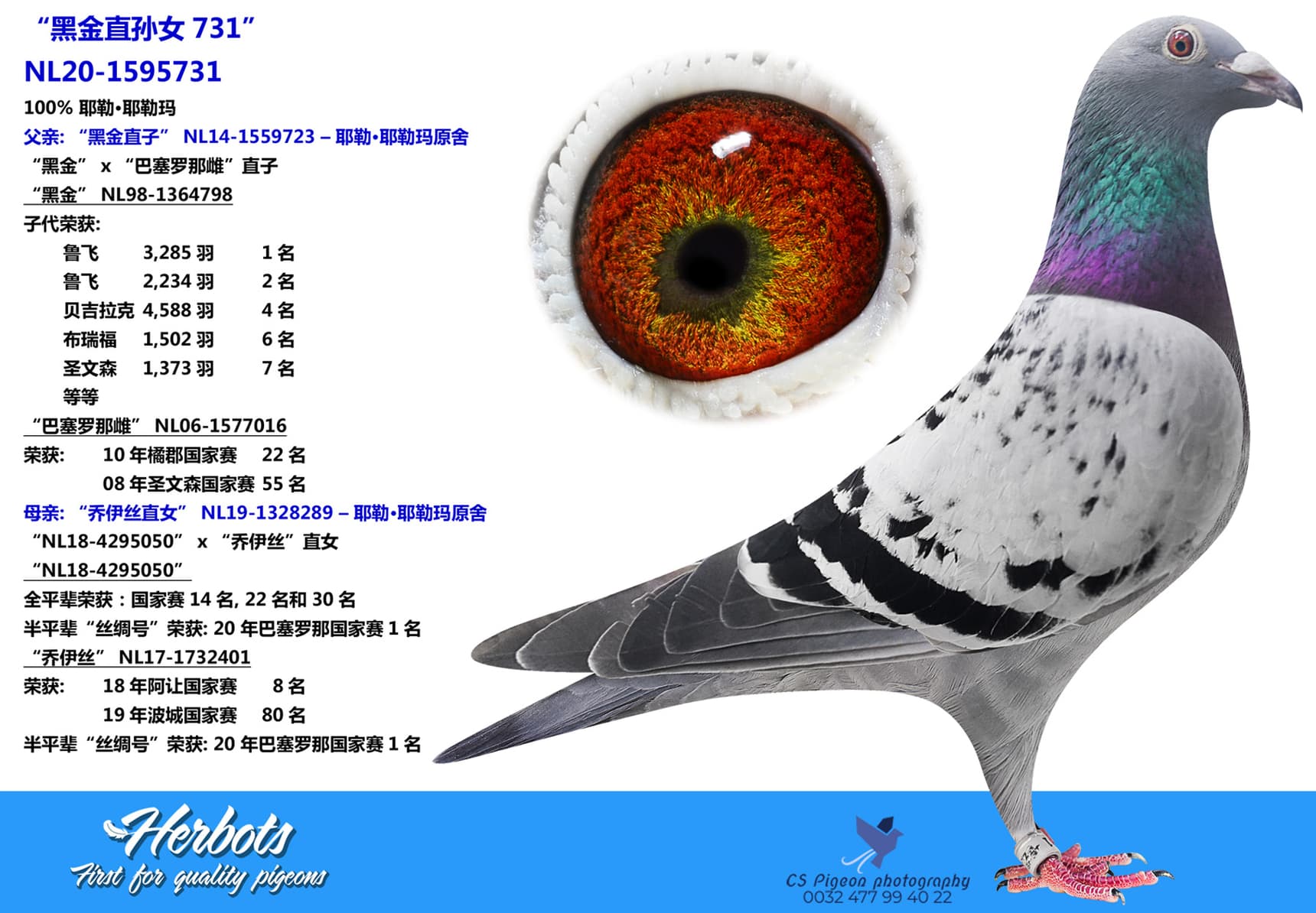 pigeon: undefined