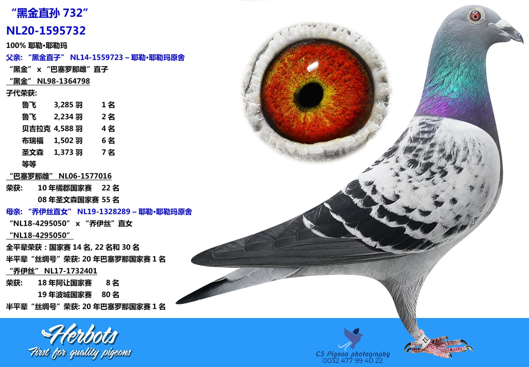 pigeon: undefined