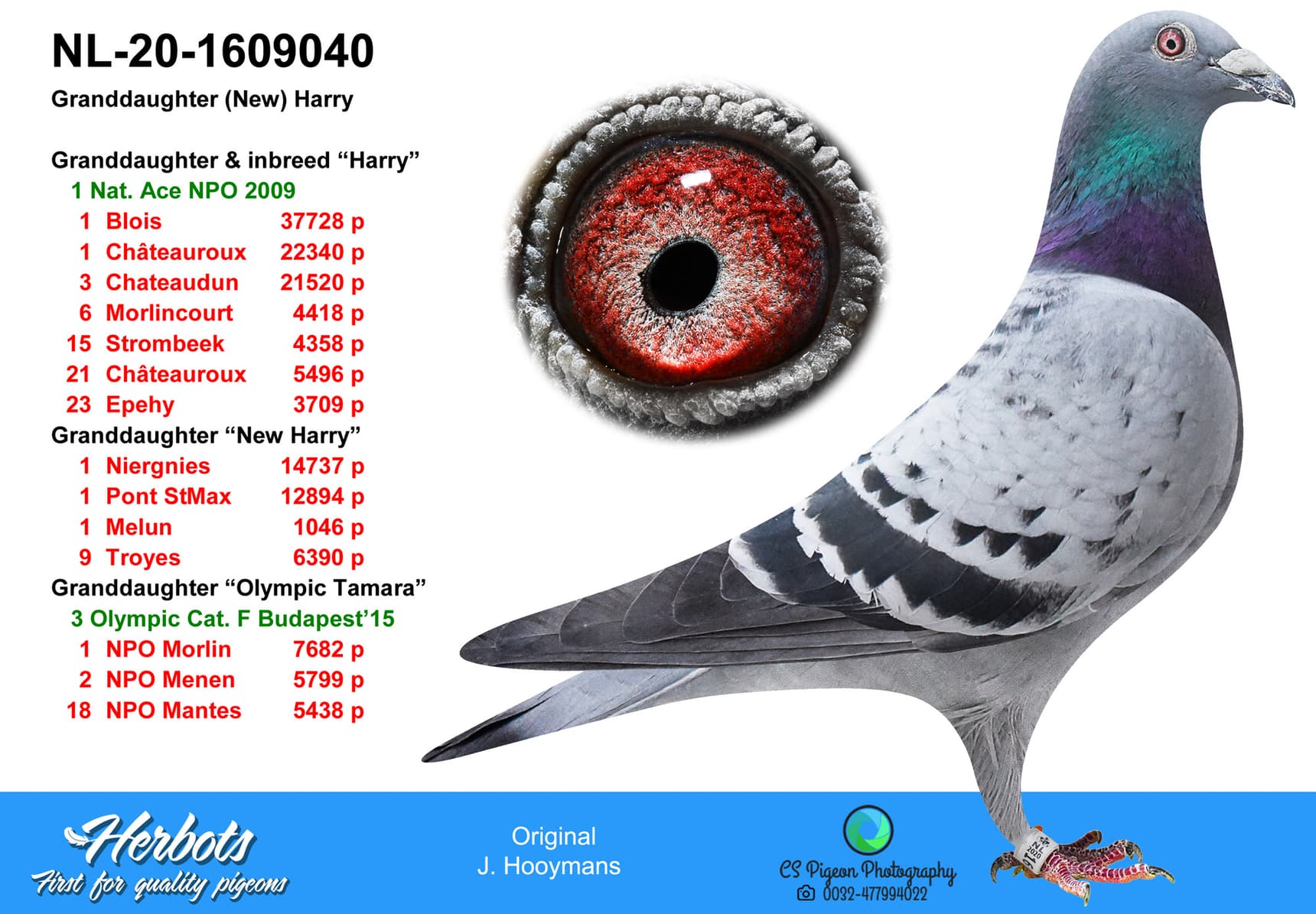 pigeon: undefined