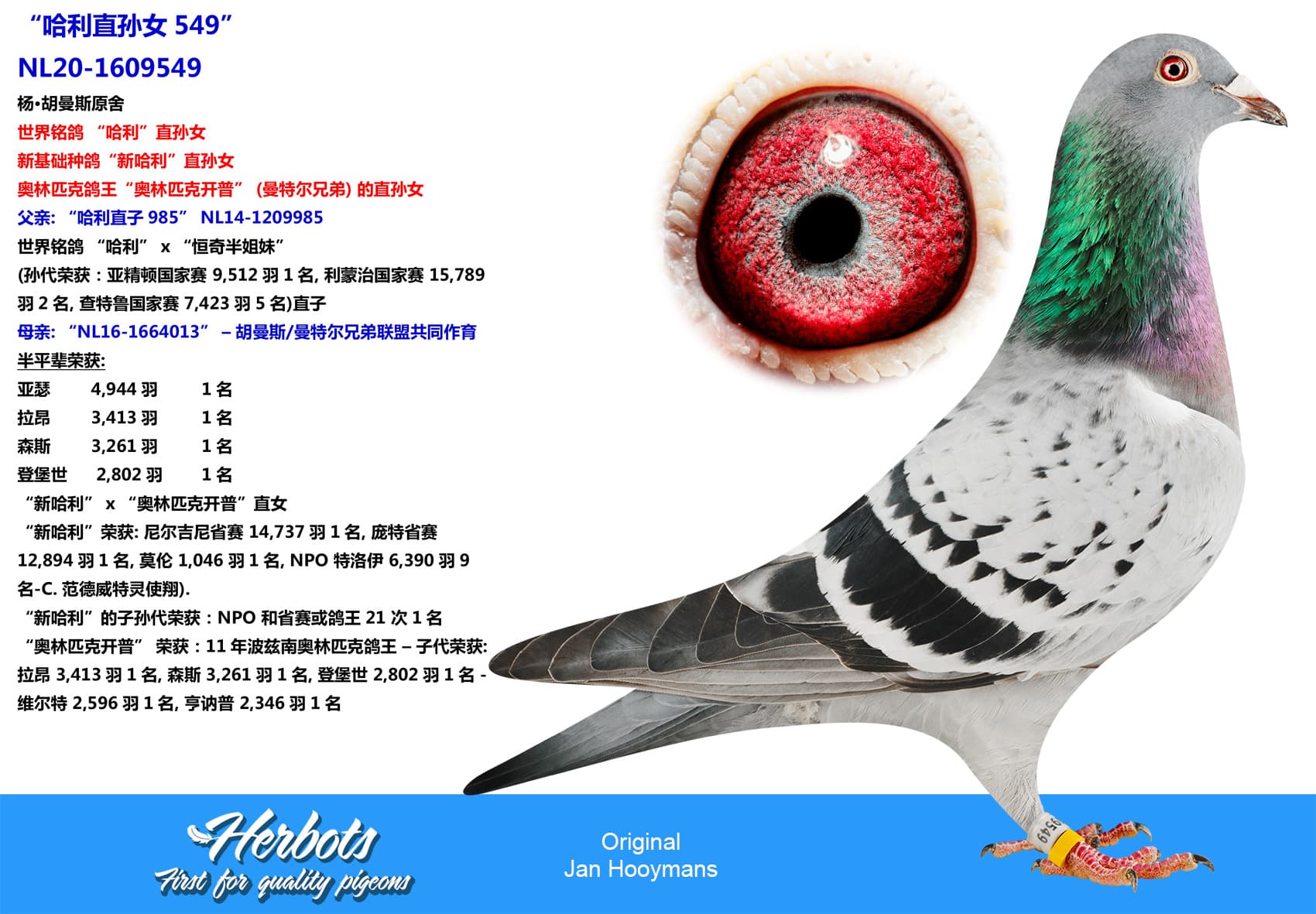 pigeon: “哈利直孙女549”