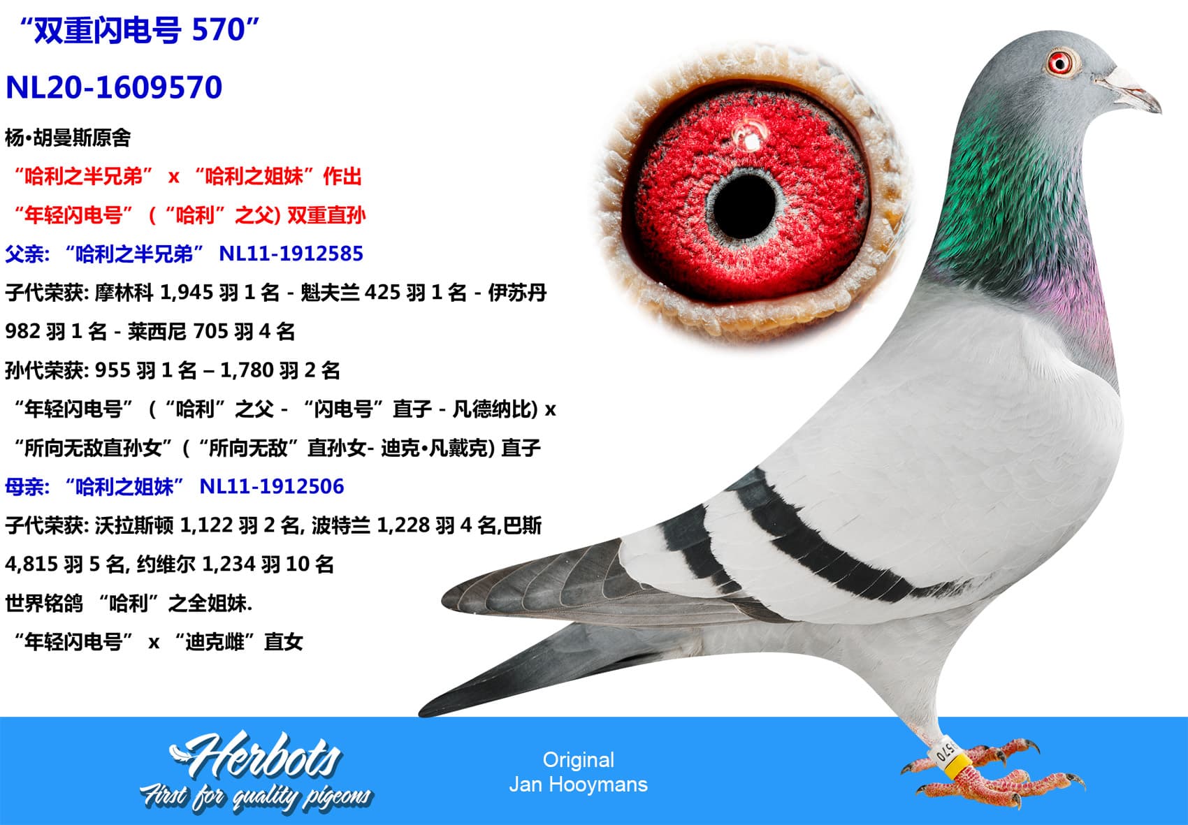 pigeon: undefined