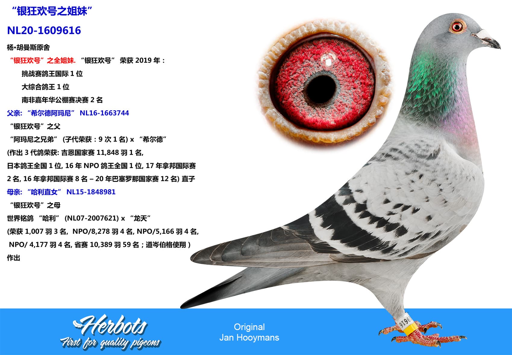 pigeon: undefined