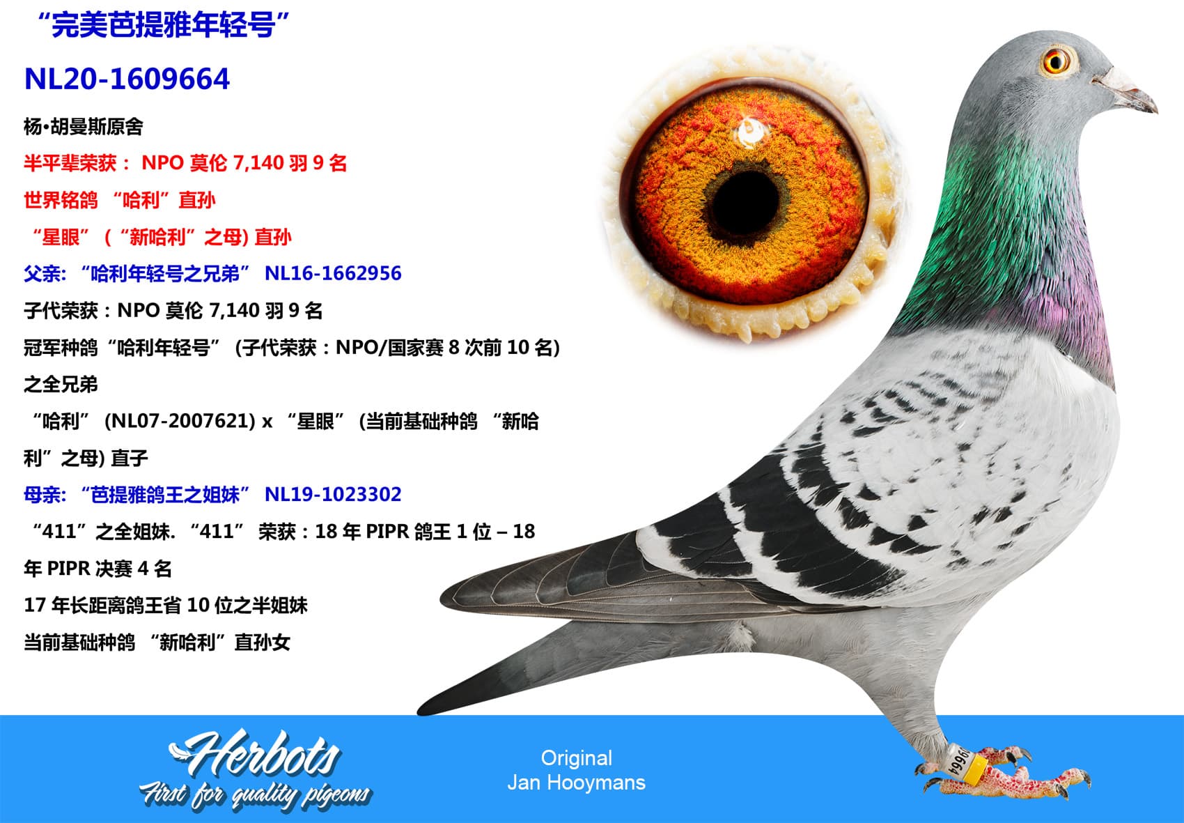 pigeon: “完美芭提雅年轻号”